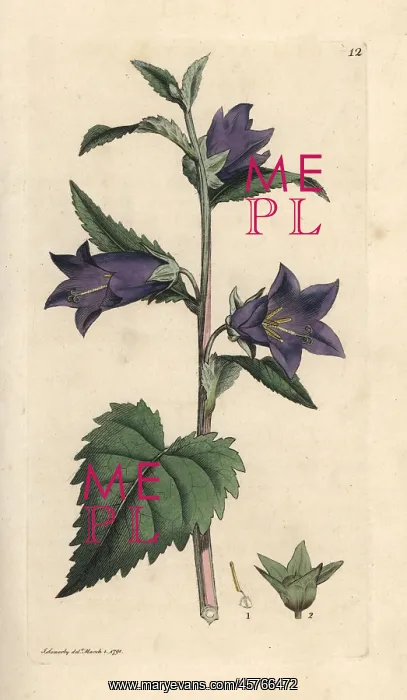 : Nettle leaved bellflower, Campanula trachelium : Nettle leaved bellflower, Campanula trachelium