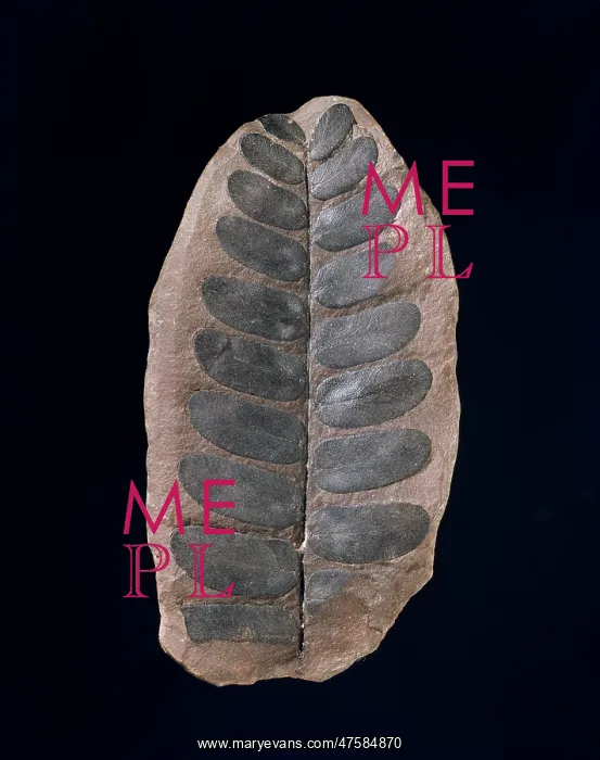 : Neuropteris, fossil plant : Neuropteris, fossil plant