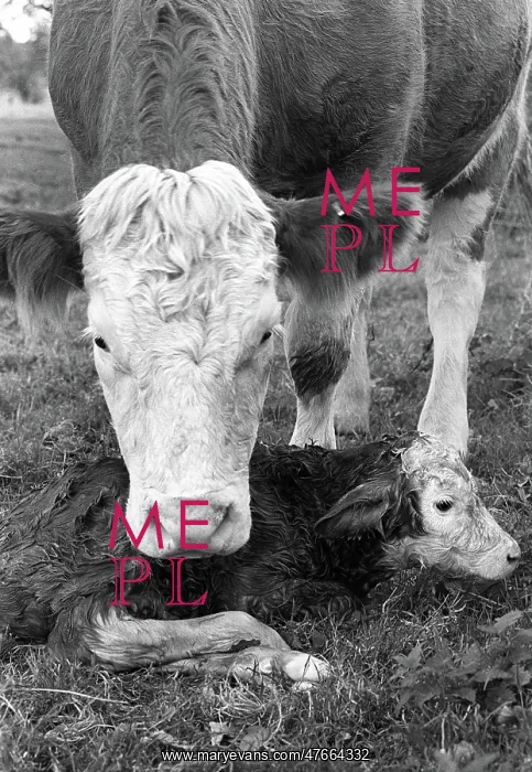 : New born Hereford calf : New born Hereford calf