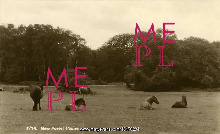  : New Forest Ponies