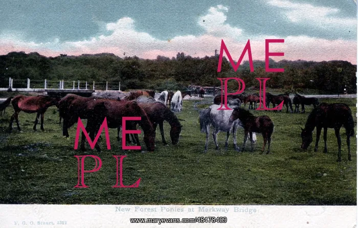 : New Forest Ponies, Markway Bridge, Hampshire : New Forest Ponies, Markway Bridge, Hampshire