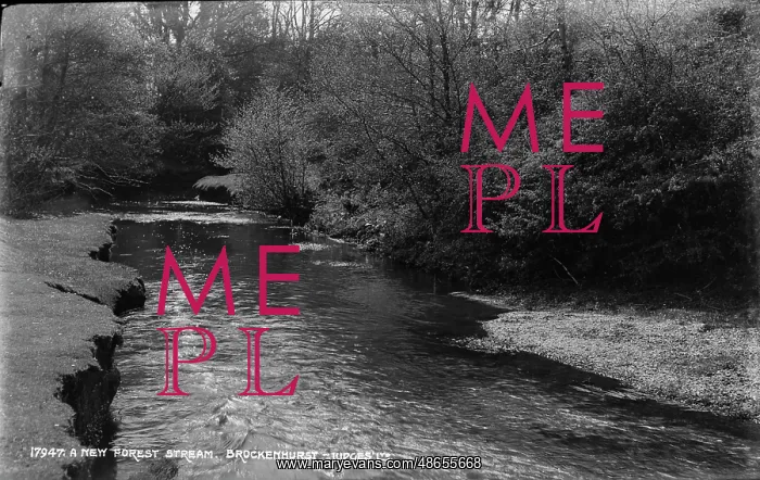 : A New Forest Stream : A New Forest Stream