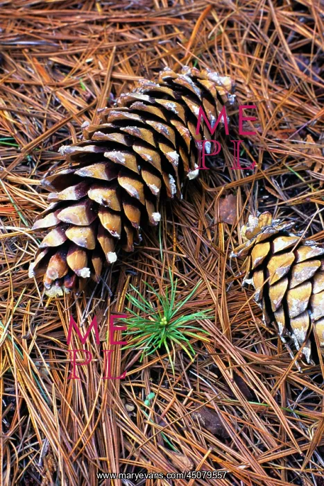 : New Green Pine Tree Sprouting Growing Amid Pine : New Green Pine Tree Sprouting Growing Amid Pine