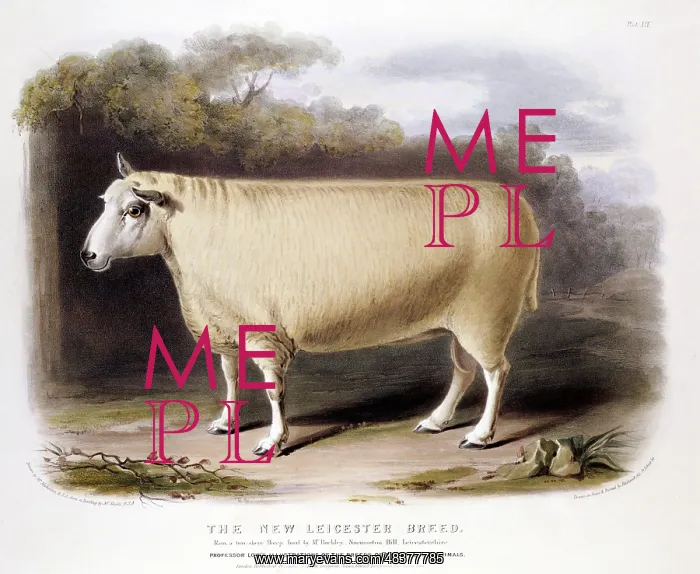 : New Leicester (Dishley) ram. This breed of sheep : New Leicester (Dishley) ram. This breed of sheep