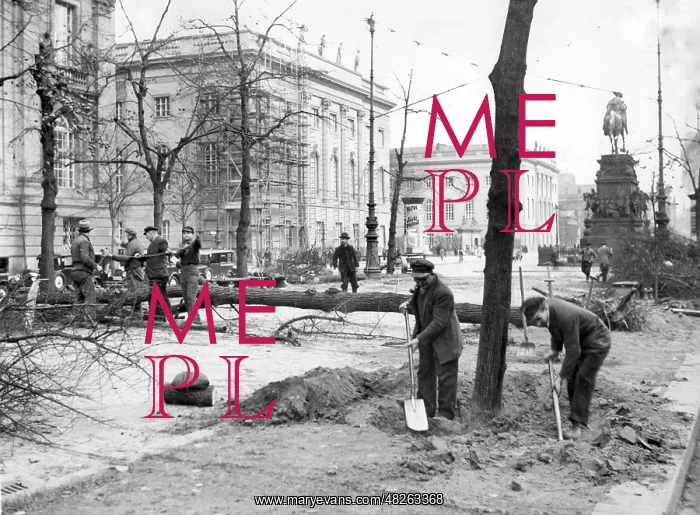 : New lime trees for the boulevard Unter den Linden in Berlin : New lime trees for the boulevard Unter den Linden in Berlin