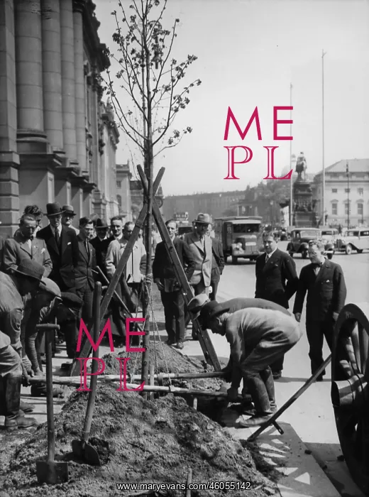 : New lime trees for Unter den Linden : New lime trees for Unter den Linden