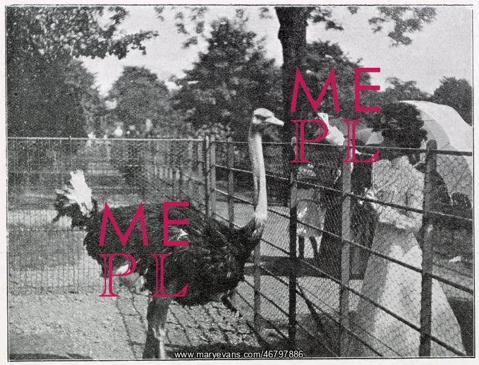 : New Ostrich Farm in Nice 1902 : New Ostrich Farm in Nice 1902