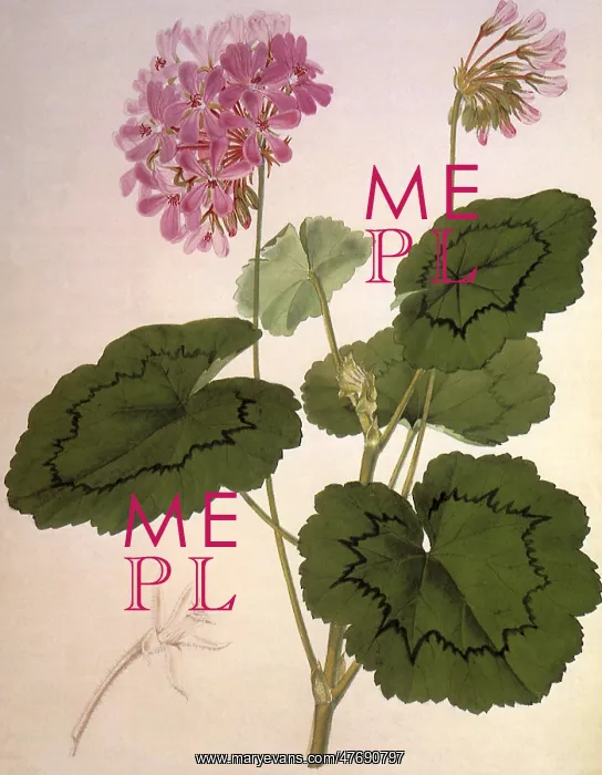 : New Pelargonium Zonale : New Pelargonium Zonale