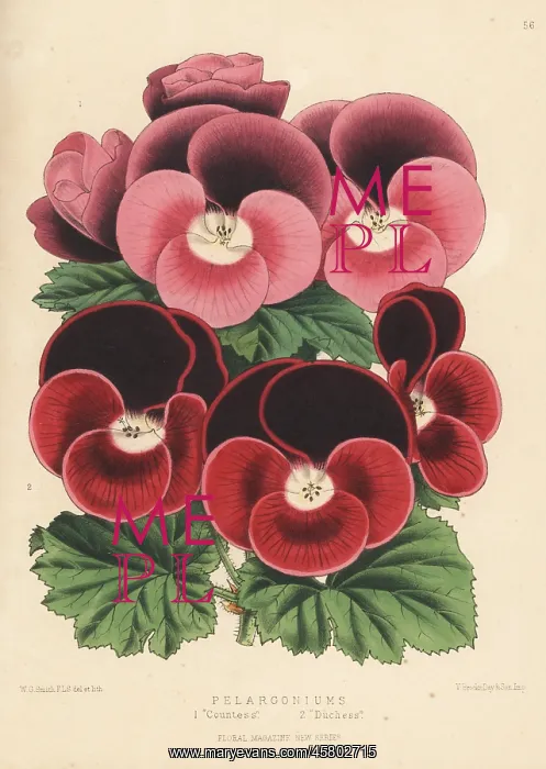 : New varieies of Pelargoniums : New varieies of Pelargoniums