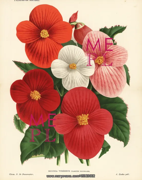 : New varieties of begonia : New varieties of begonia