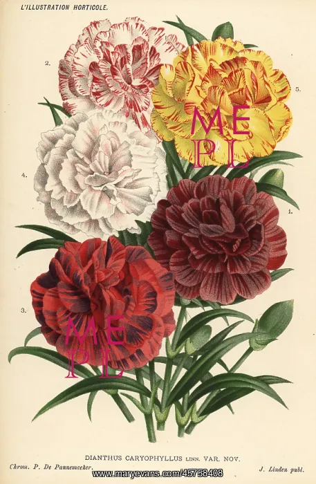 : New varieties of carnations, Dianthus caryophyllus : New varieties of carnations, Dianthus caryophyllus