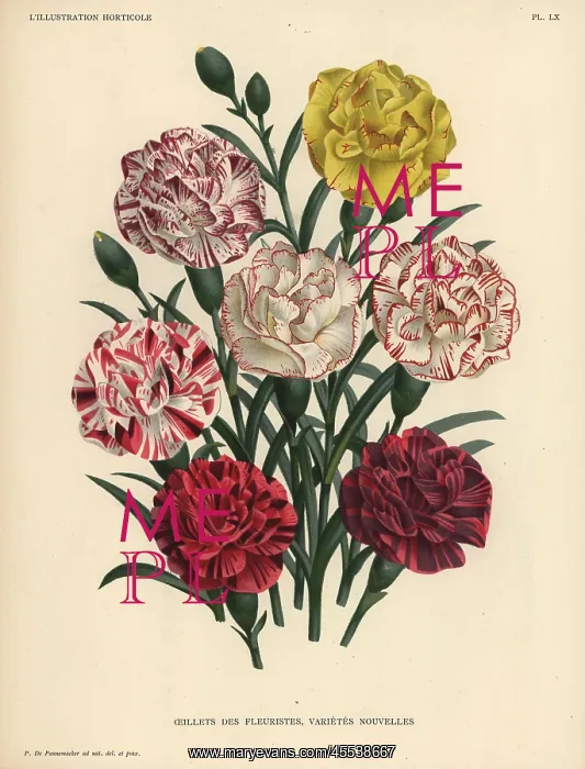 : New varieties of florist's carnations, Dianthus caryophyllus : New varieties of florist's carnations, Dianthus caryophyllus