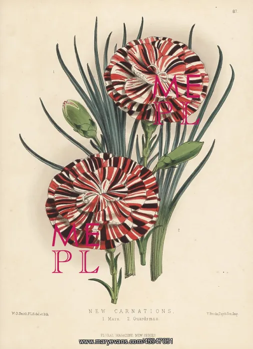 : New varieties of scarlet bizarre carnations : New varieties of scarlet bizarre carnations