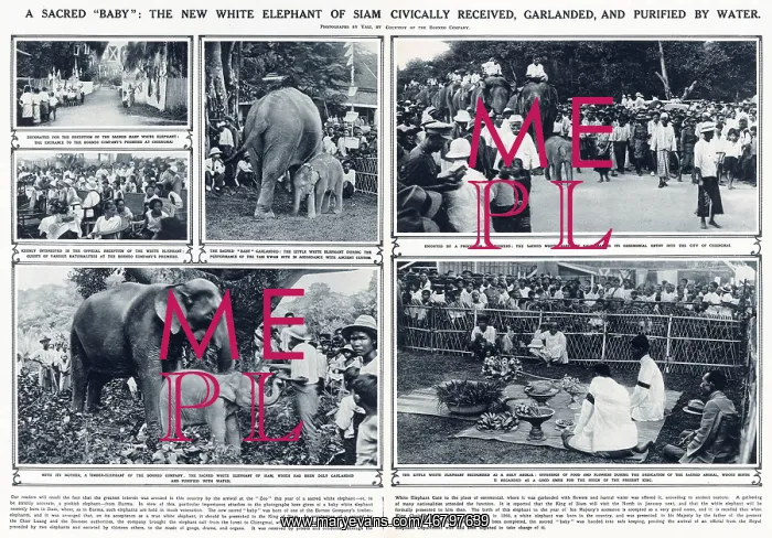 : New white elephant of Siam : New white elephant of Siam