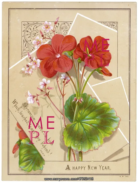  : New Year Geraniums - circa 1880