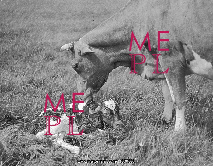 : NEWBORN CALF : NEWBORN CALF