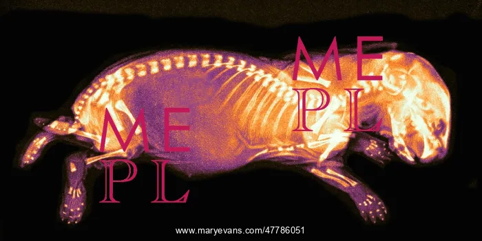 : Newborn Rabbit, X-ray, 1896 : Newborn Rabbit, X-ray, 1896