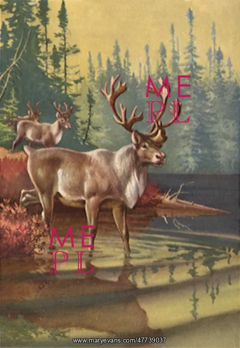  : Newfoundland Caribou