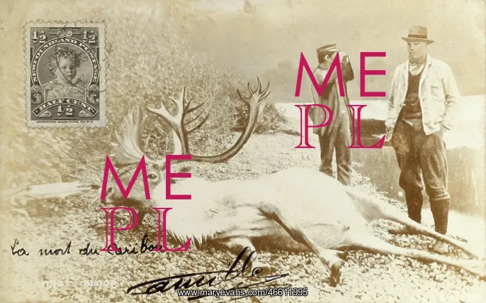 : Newfoundland, Dead Caribou and Hunter : Newfoundland, Dead Caribou and Hunter