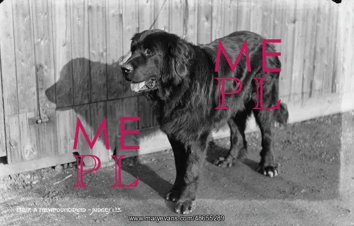 : A Newfoundland Dog : A Newfoundland Dog