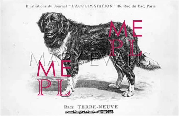 : Newfoundland Dog : Newfoundland Dog