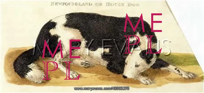 : NEWFOUNDLAND, LYING DOWN : NEWFOUNDLAND, LYING DOWN