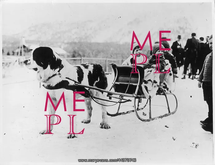 : NEWFOUNDLAND & SLEIGH : NEWFOUNDLAND & SLEIGH