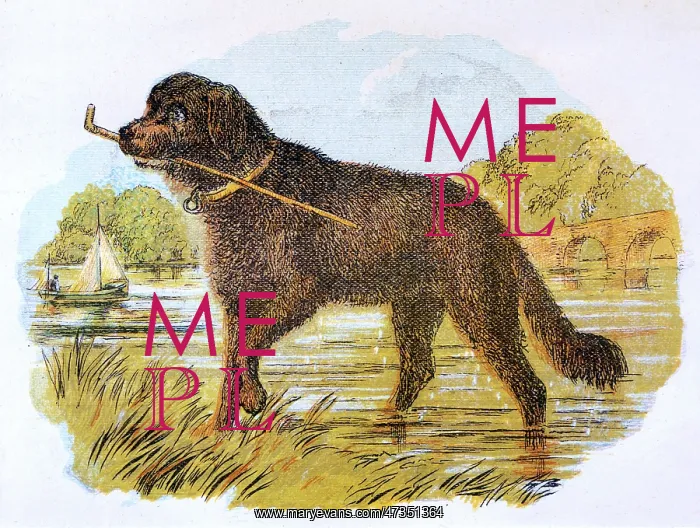 : NEWFOUNDLAND WITH STICK : NEWFOUNDLAND WITH STICK