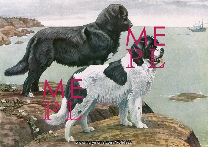 : NEWFOUNDLANDS BY WATER : NEWFOUNDLANDS BY WATER