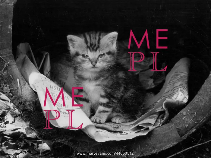 : NEWSPAPER KITTEN : NEWSPAPER KITTEN