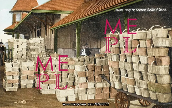 : Niagara Peninsula - Peaches for export : Niagara Peninsula - Peaches for export