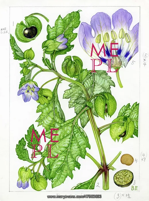 : Nicandra physalodes - shoo-fly plant : Nicandra physalodes - shoo-fly plant