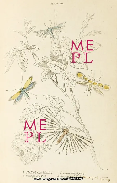 : FOUR NICE MOTHS : FOUR NICE MOTHS