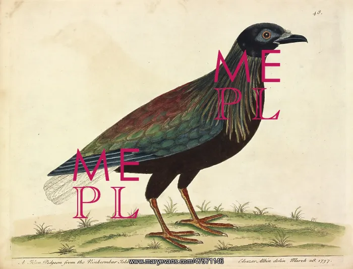 : Nicobar Pigeon : Nicobar Pigeon