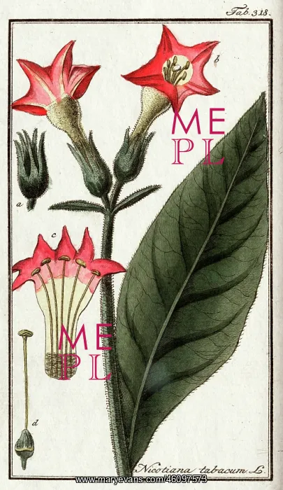 : Nicotiana tabacum L : Nicotiana tabacum L