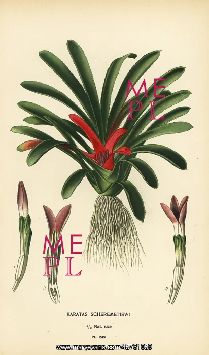 : Nidularium scheremetiewii : Nidularium scheremetiewii