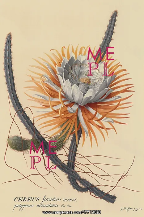  : Night-blowing Cereus