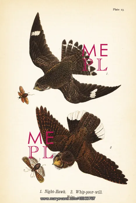 : Night-hawk and eastern whip-poor-will : Night-hawk and eastern whip-poor-will