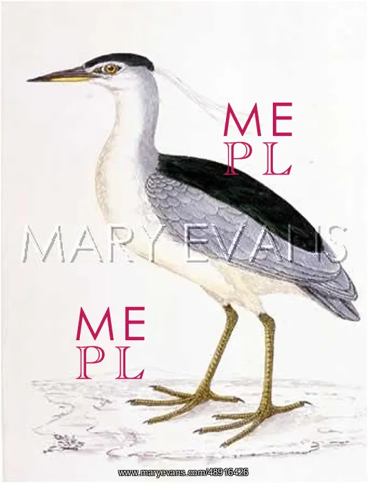  : NIGHT HERON (MORRIS)