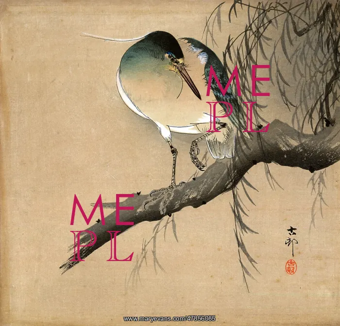 : Night Heron perched : Night Heron perched