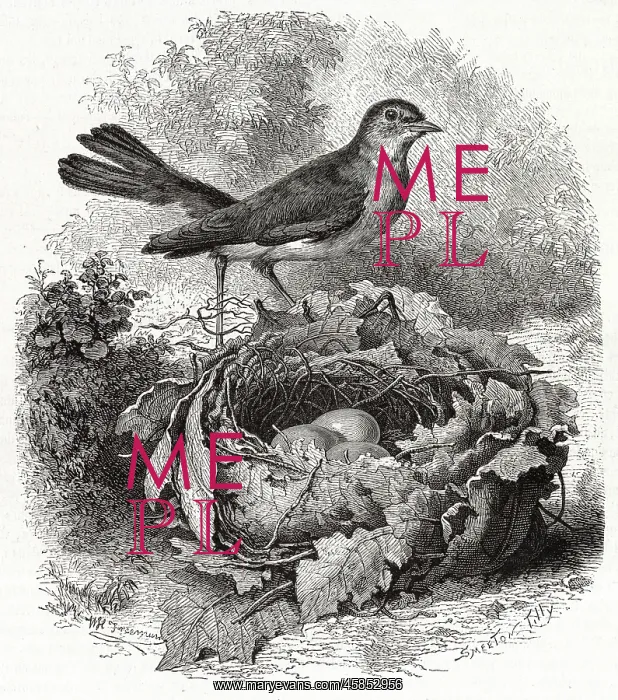  : NIGHTINGALE