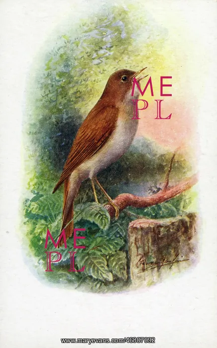 : Nightingale : Nightingale