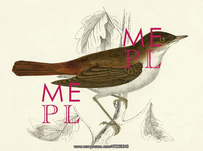  : NIGHTINGALE