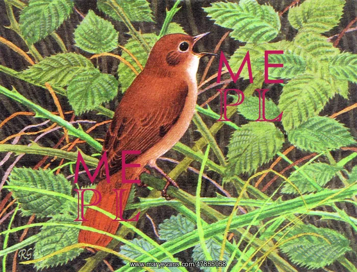 : NIGHTINGALE : NIGHTINGALE