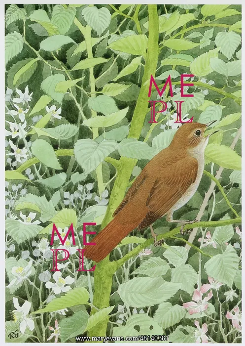  : Nightingale