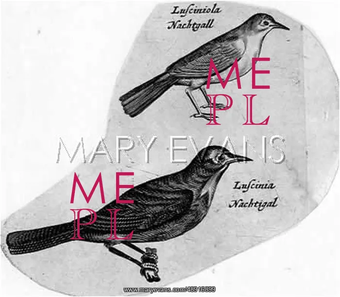 : NIGHTINGALE : NIGHTINGALE