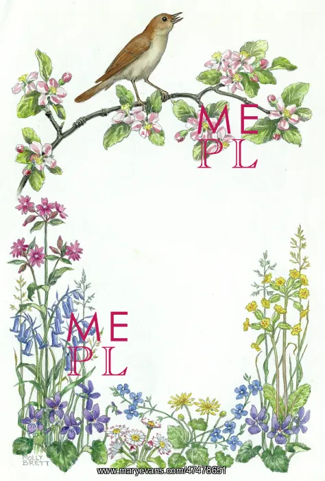 : Nightingale on apple blossom with bluebells, etc : Nightingale on apple blossom with bluebells, etc