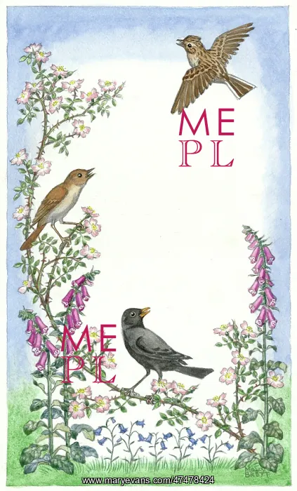 : Nightingale and black bird on rose branch : Nightingale and black bird on rose branch
