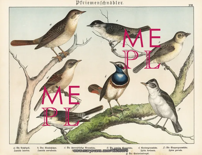: Nightingale, bluethroat, warblers, etc : Nightingale, bluethroat, warblers, etc