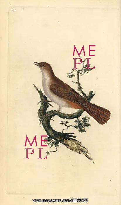: Nightingale, Luscinia megarhynchos : Nightingale, Luscinia megarhynchos